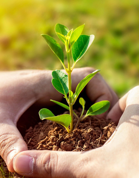 About Agriculture in AgriBird India